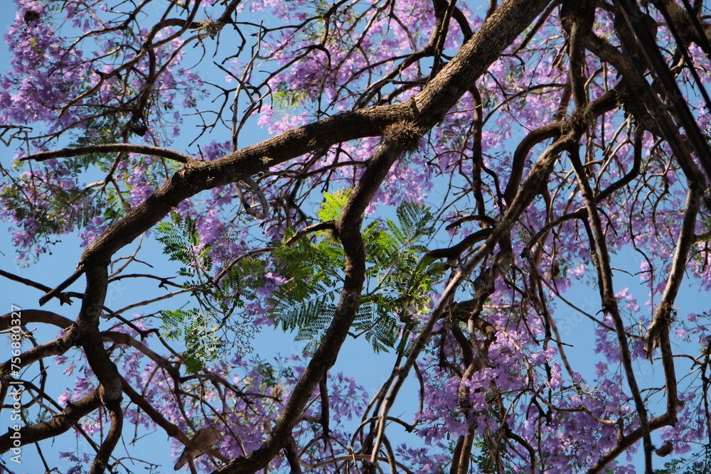 Purple jacarandas bloom on the streets of Buenos Aires. Jacaranda flowers are a symbol of spring in Argentina. Purple jacarandas bloom on the streets of Buenos Aires. Jacaranda flowers are a symbol of spring in Argentina.