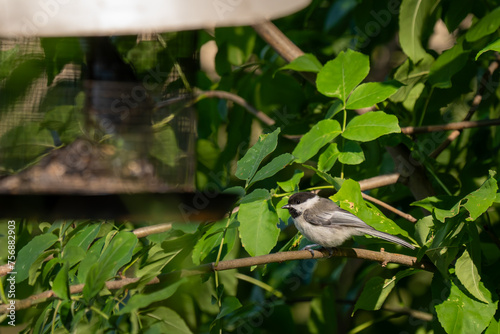 chickadee on a tree branch behind a bird feeder in a midwestern garden