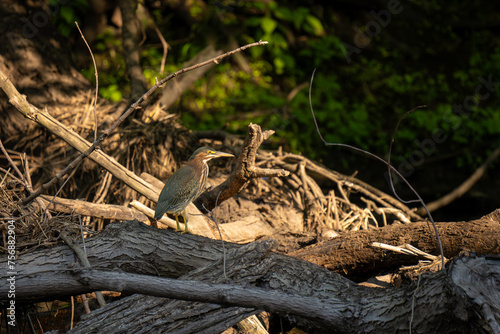 Εκτύπωση καμβά green heron perched fishing on a pile of flotsam wood on the edge of a river