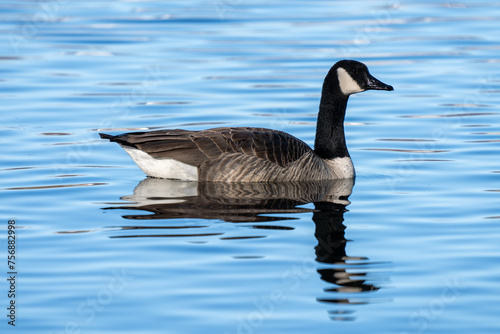 canada goose swimming on a clear blue lake