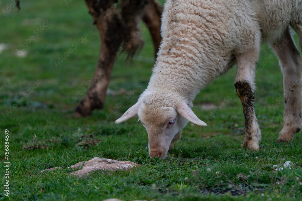 Lamb grazing in the pasture. White lamb Lamb grazing in the pasture. White lamb