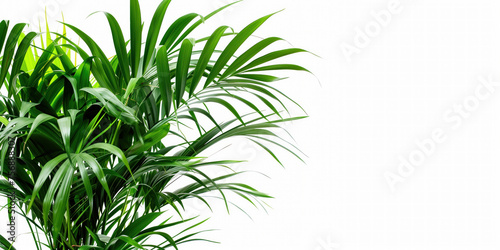 Indoor areca palm  healthy green plant  header on a white isolated background.  