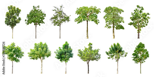 Collection Trees and bonsai green leaves. total 10 trees. The Ratchaphruek tree is blooming bright yellow.  png  