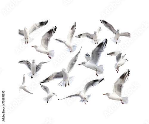 Many_seagulls_are_flying