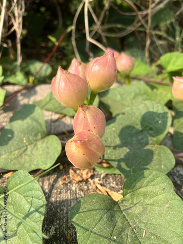 Closeup Operculina turpethum fruits (Aniseia martinicensis, Choisy Share) are flowering in nature garden