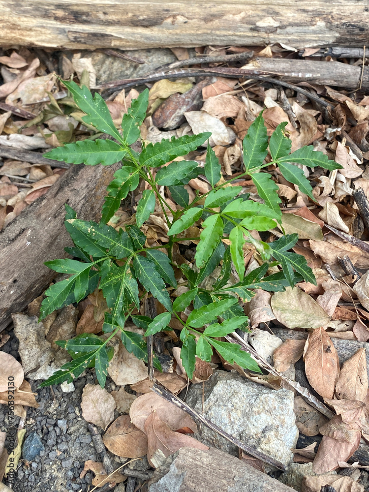 Azadirachta indica leaf in nature garden Azadirachta indica leaf in nature garden