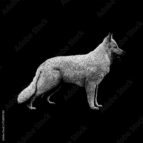 White German Shepherd hand drawing vector isolated on black background.