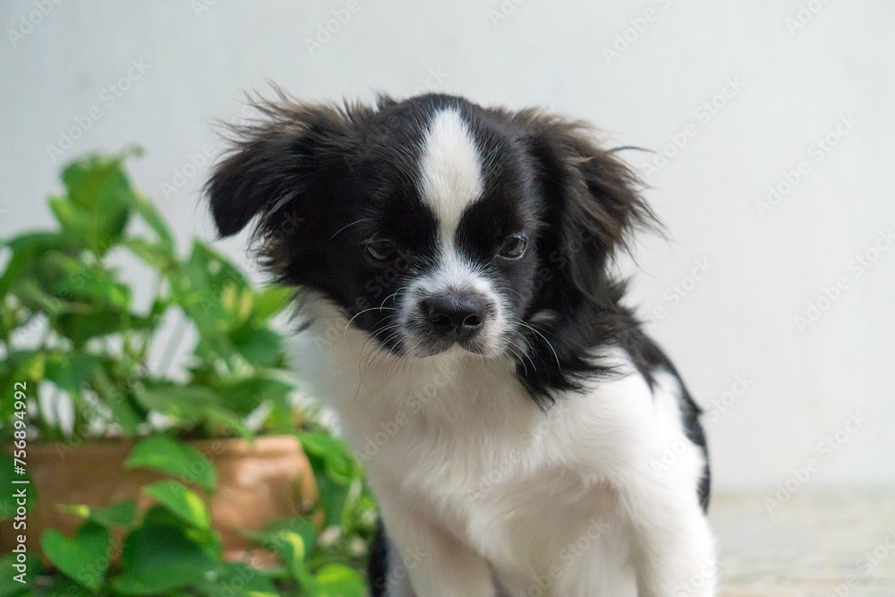 portrait of a pomeranian puppy