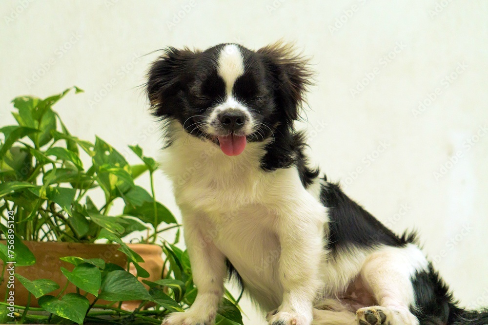 border collie puppy portrait on white background