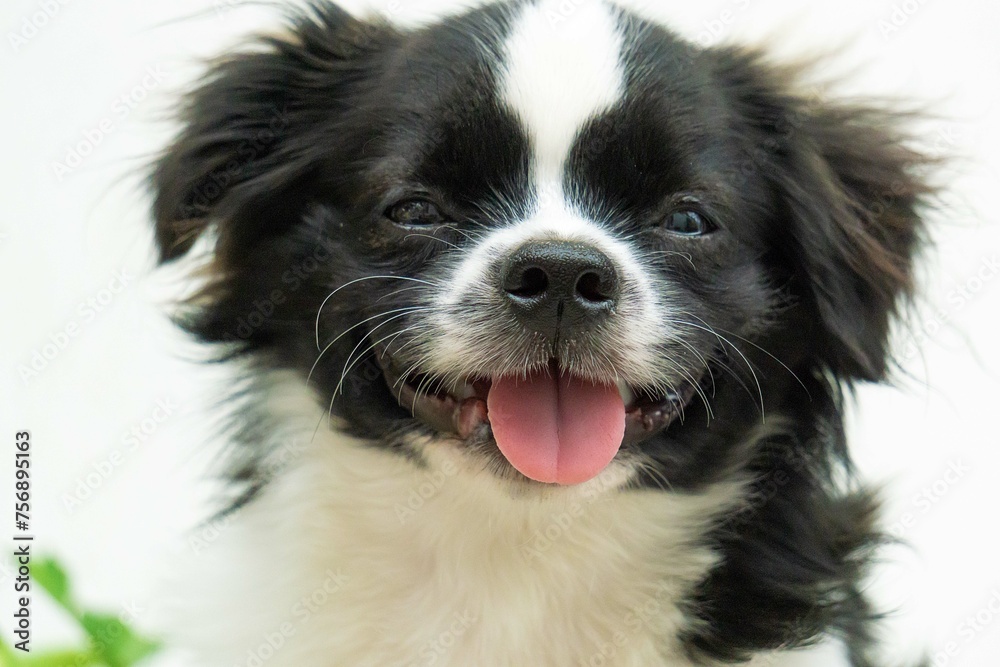 border collie dog portrait