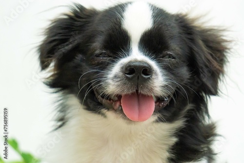 closeup of border collie puppy 