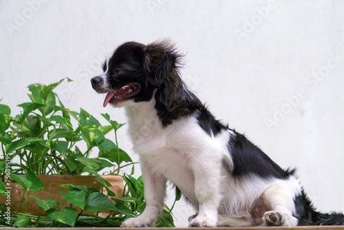 portrait of bernese mountain dog © likbatonboot