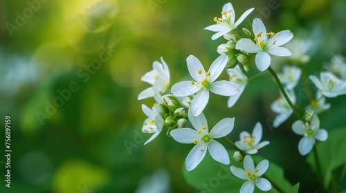 Close-up of white flowering plant,generative ai,  © irvan