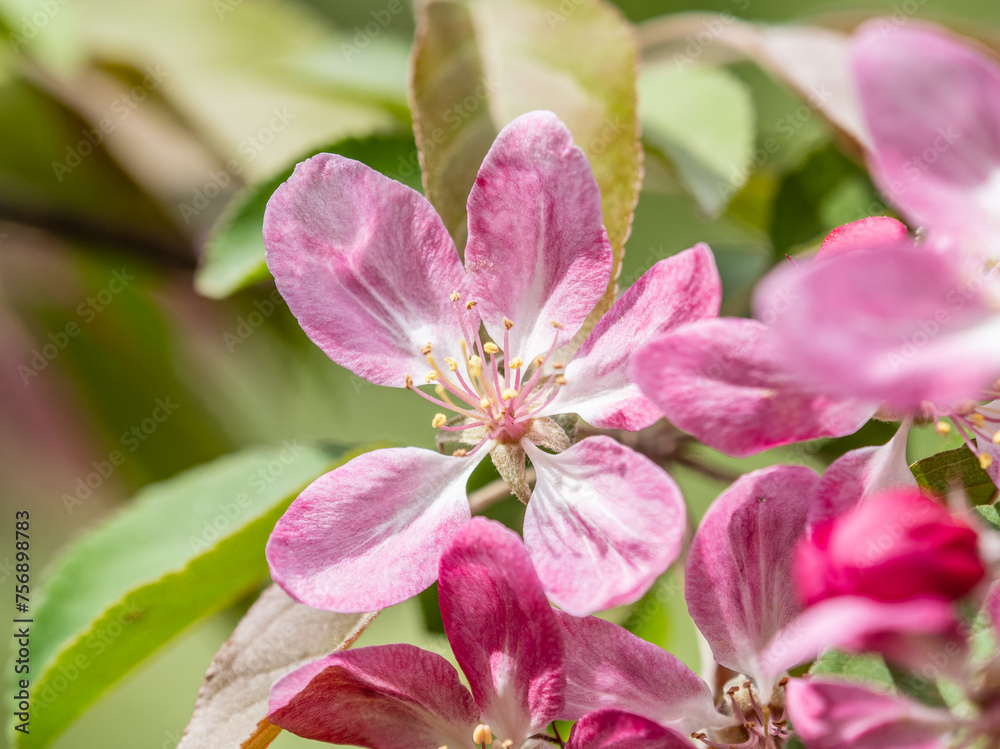 Fresh pink flowers of a blossoming apple tree with blured background