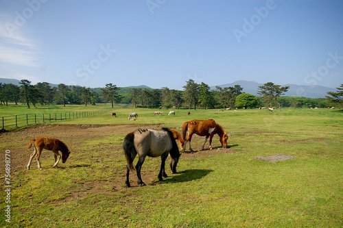 Photo of a horse grazing on a meadow