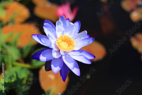 Purple lotus flower blooming on the water