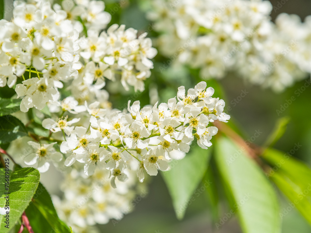 White flowers blooming bird cherry. Close-up of a Flowering Prunus padus Tree with White Little Blossoms White flowers blooming bird cherry. Close-up of a Flowering Prunus padus Tree with White Little Blossoms