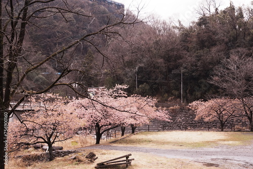 Spring in Japan's Satoyama photo