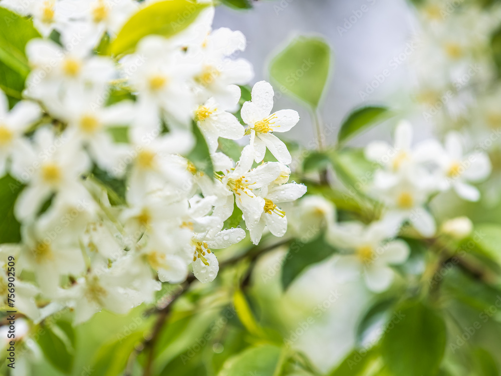 White blossoming apple trees in the sunset light. Spring season, spring colors.