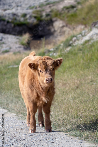 A fluffy  tan Highland calf stands on a gravel trail  gazing forward with a gentle look  mountain grass in the background.