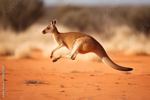 Kangaroo (Macropus giganteus) jumping in the desert photo