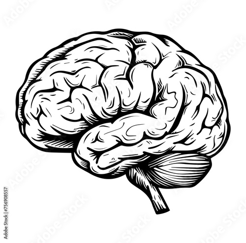 Human brain side view Isolated vector illustration. brain doodle