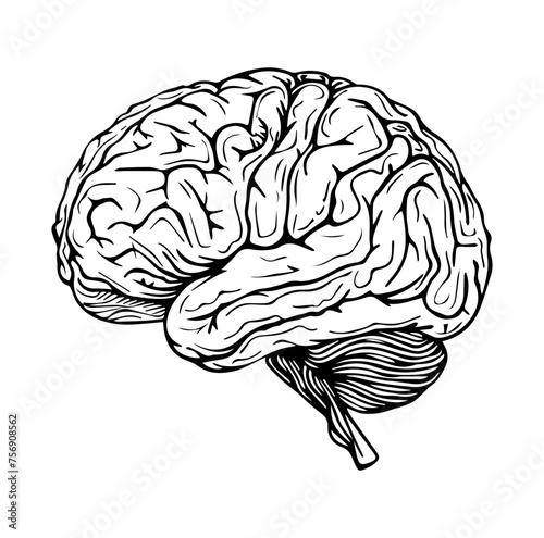 Human brain side view Isolated vector illustration. brain doodle