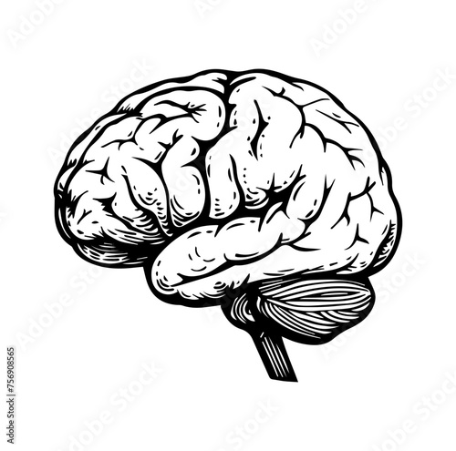 Human brain side view Isolated vector illustration. brain doodle