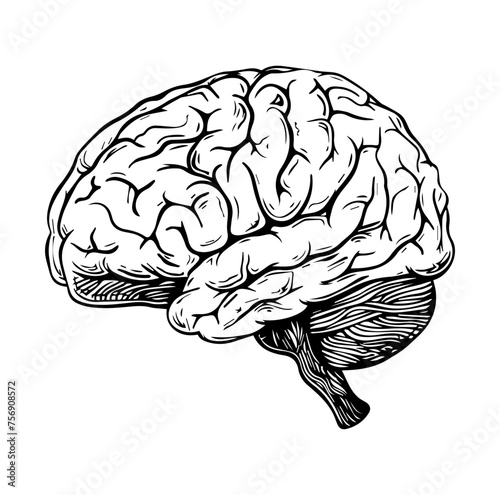 Human brain side view Isolated vector illustration. brain doodle