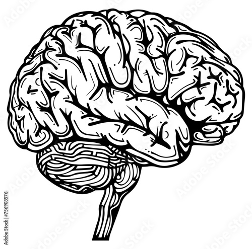 Human brain side view Isolated vector illustration. brain doodle