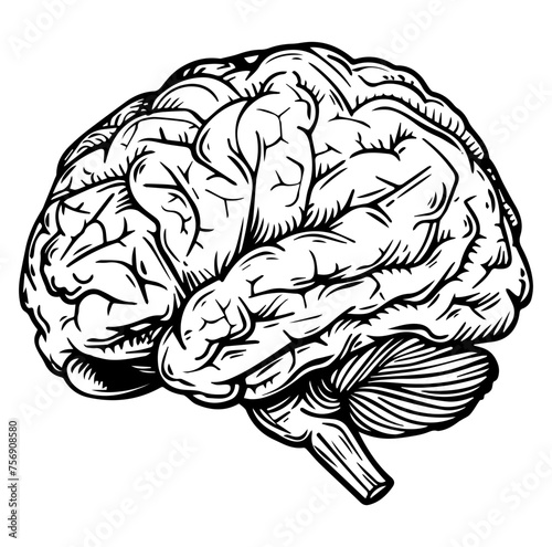 Human brain side view Isolated vector illustration. brain doodle