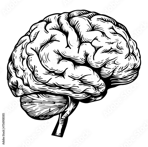 Human brain side view Isolated vector illustration. brain doodle