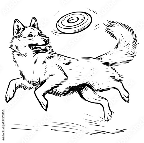 Siberian Husky leaping to catch a Flying disc