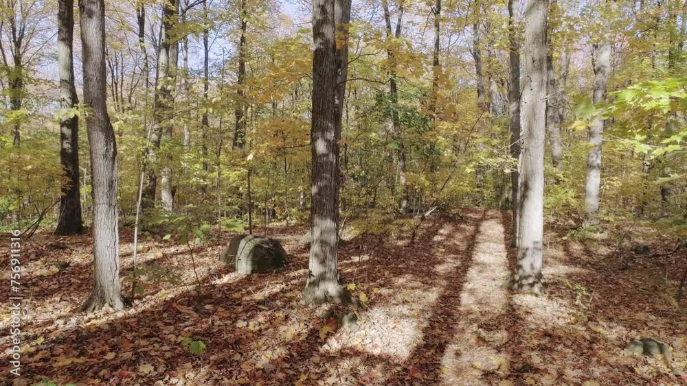 Short video Flying forward mid air with a drone in the undergrowth showing naked trees and leaves covering the path Short video Flying forward mid air with a drone in the undergrowth showing naked trees and leaves covering the path
