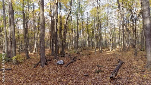 Short video Flying forward with a drone in the undergrowth showing naked trees and leaves falling photo