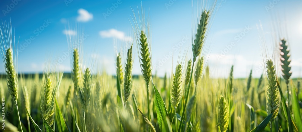 A beautiful field of Khorasan wheat basking in the sun with a clear blue sky in the background, creating a picturesque natural landscape A beautiful field of Khorasan wheat basking in the sun with a clear blue sky in the background, creating a picturesque natural landscape