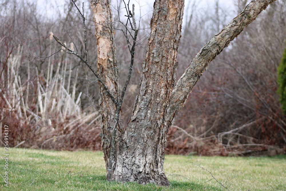 Fototapeta premium Trunk tree and branch