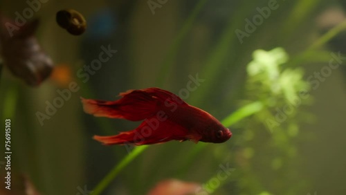 Red Betta Fish, Neon Swordtail, Penguin Tetra in Community Tank photo