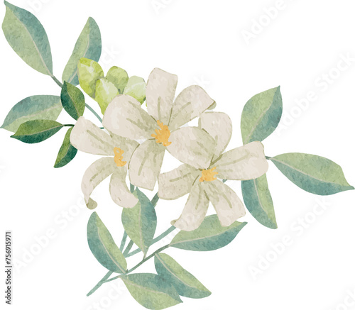 watercolor white murraya orange jasmine flower bouquet wreath frame © Unchalee