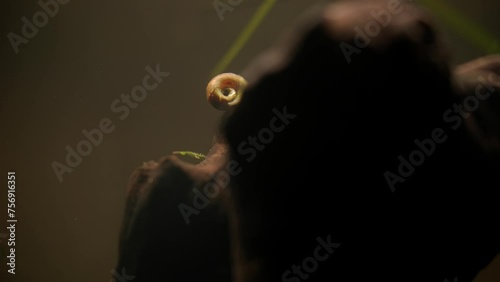 Bladder Snail Eating Algae off of Driftwood in FishTank photo