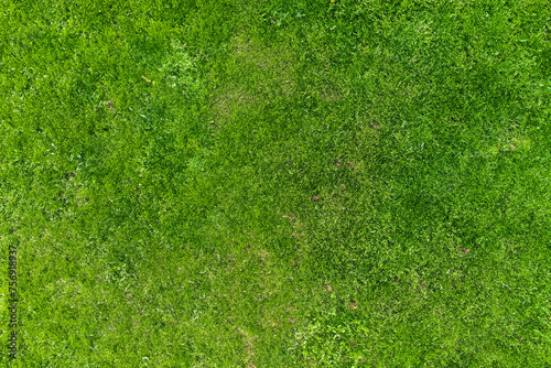 Green grass texture background. Top view of fresh green grass texture.