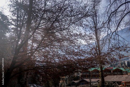 trees in the park