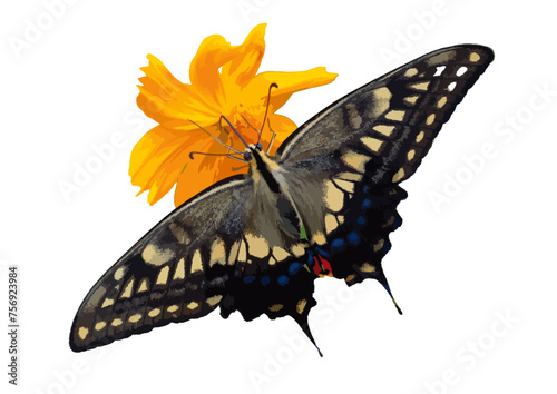 黄色い花とキアゲハ