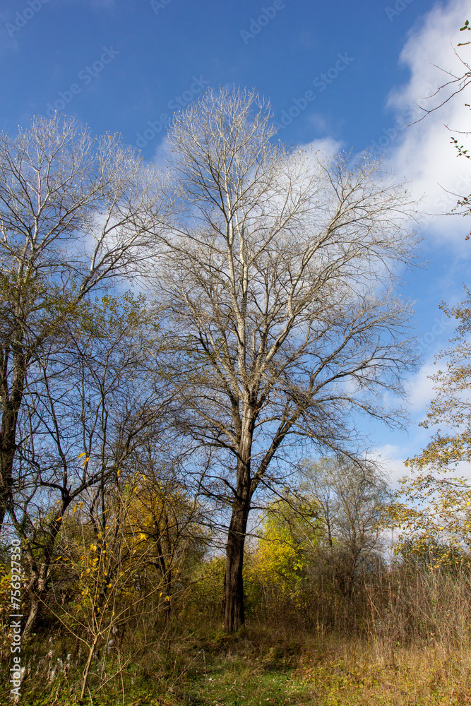 single trees growing on the slopes of a mountain range, spring blue sky single trees growing on the slopes of a mountain range, spring blue sky