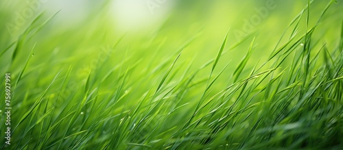 A close up of terrestrial plants, grass, blowing in the wind on a natural landscape. People in nature enjoying the view of the grassland and prairie