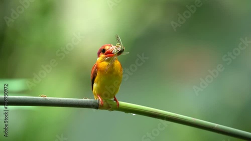 Rufous-backed kingfisher or Ceyx rufidorsa perching on the branch with food on its mouth with nature background photo