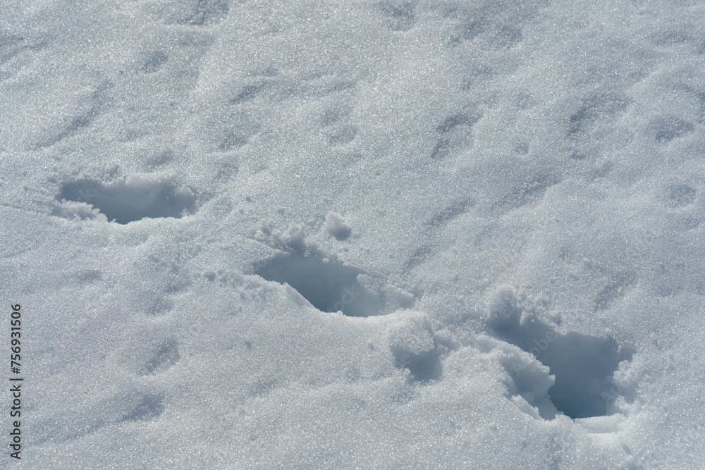 Single set of deep dog tracks in the snow punching through crust layer on surface. Single set of deep dog tracks in the snow punching through crust layer on surface.