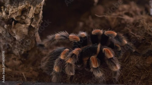 tarantula spider lasiodora parahybana in terrarium side view static photo