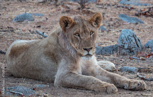 Portrait of a blood-stained young male lion at Ongava Reserve Namibia. photo