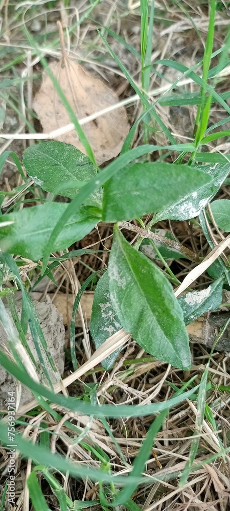 hand holding a grass